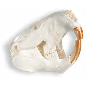 Beaver Skull