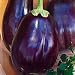 Outdoor Living : Black Beauty Eggplant 300 Seeds - GARDEN FRESH PACK!