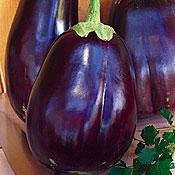 Black Beauty Eggplant 300 Seeds - GARDEN FRESH PACK!