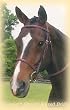 Kincade Square Raised Bridle