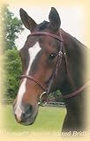 Kincade Square Raised Bridle w/ Reins