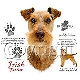 Irish Terrier Adult Sweatshirt