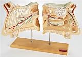 Nose and Olfactory Organ Model Set