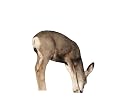 Montana Decoy® Mule Deer Doe Decoy