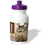 Cats - Maine Coon - Water Bottles