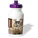 maine coon - Cats - Maine Coon - Water Bottles