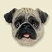 Pug Brown Magnet