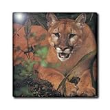 Florida Rare Panther - 6 Inch Ceramic Tile