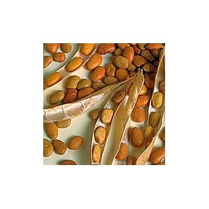 Organic Sonoran Gold Bush Tepary Bean - 70 Seeds