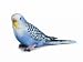 Budgy Blue by Schleich
