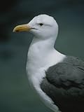 IMAGE OF Western Gull Photographic Poster Print by Marc Moritsch, 24x32