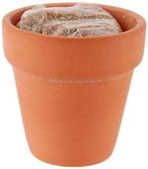 Mini Fortune Desktop Potted Plants