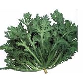 株張り中葉春菊[春菊]【タネ】1L