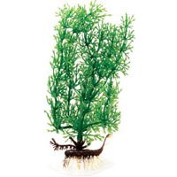 Stonewort - Super - 18 in. - Buy Stonewort - Super - 18 in. - Purchase Stonewort - Super - 18 in. (Penn Plax, Home & Garden, Categories, Pet Supplies, Fish & Aquatic Pets, Aquarium Accessories, Decor, Plastic Plants)