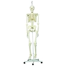 3B Scientific A10/1 Plastic Human Skeleton Model "Stan", On Hanging 5 Foot Roller Stand, 73.2" Height
