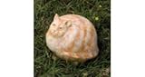 Evergreen Enterprises Cat Portly Large