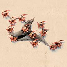 Angelfish