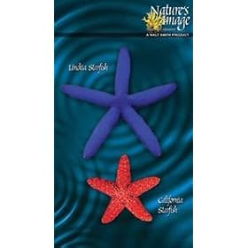 Natures Image No. 803 Starfish Collection 2 pc Reproduction by Natures Image