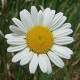 Ox-Eye Daisy (Chrysanthemum leucanthemum) - Jumbo Wildflower Seed Packet