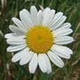Ox-Eye Daisy (Chrysanthemum leucanthemum) - Jumbo Wildflower Seed Packet
