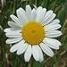 Ox-Eye Daisy (Chrysanthemum leucanthemum) - Jumbo Wildflower Seed Packet