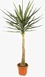 70" Artificial Yucca Tree