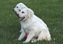 DrD4Dogs Greeting Card - Thank You Thank You Thank You