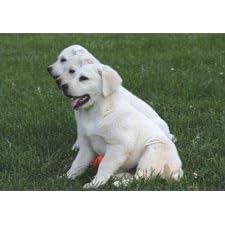 DrD4Dogs Greeting Card - Thank You Thank You Thank You