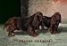 Two Champion Sussex Spaniels - 16x24 Giclee Fine Art Print