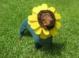 Dog Costume - Flower Pet Halloween Costume - Dog Sunflower Costume - Large