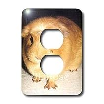 Guinea Pig - Guinea Pig - Light Switch Covers - 2 plug outlet cover