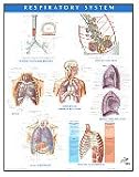 Respiratory System Chart (Netter Charts)