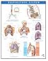 Netter Anatomy Charts: Respiratory System Chart, 1e (Netter Charts)