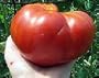 Mortgage Lifter Certified Organic Tomato Seeds 50 Seeds