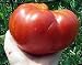 Mortgage Lifter Certified Organic Tomato Seeds 50 Seeds