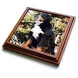 Dogs Bernese Mountain Dog - Bernese Mountain Dog - Trivets