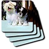 Dogs Maltese - Maltese - Coasters