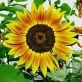 Autumn Beauty (Helianthus annuus variation) - Jumbo Wildflower Seed Packet