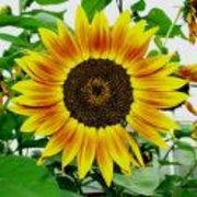 Autumn Beauty (Helianthus annuus variation) - Jumbo Wildflower Seed Packet