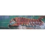 Window Graphic - 20x65 Tiger [Misc.]