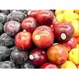 Dried Pluots 4 oz bag-- A combination between a plum and and apricot the fruits are A-1 Grade (restaurant quality) dried without any sulphur. Pluots are dried when they are ripe for a wonderful dried fruit snack. See other Dad's Jerky products.