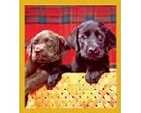 Choc. & Black Lab Puppies