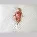 Closeout Special - 100% Cotton with Satin Finish Baby Blanket/Swaddler/Wrap