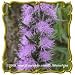Button Blazing Star (Liatris aspera) Jumbo Wildflower Seed Packet (200)