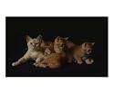 burmese and exotic cats and kittens Animals Photographic Poster Print by andrea donati, 10x8
