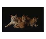 burmese and exotic cats and kittens Animals Photographic Poster Print by andrea donati, 24x20