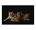   - burmese and exotic cats and kittens Animals Photographic Poster Print by andrea donati, 24x20