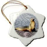 Wild animals - Sea Lion - Ornaments