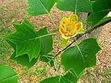 Tulip Poplar(liriodendron Tulipif)
