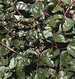 Spinach Red Malabar 100 Seeds per Packet
